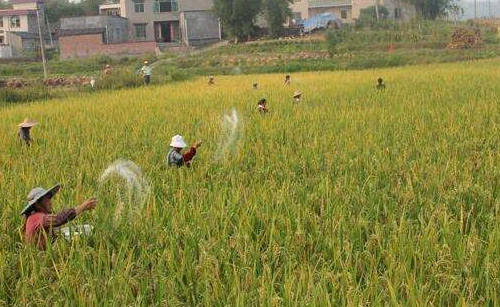 化肥消泡劑能給你在農(nóng)業(yè)化肥上帶來什么幫助？