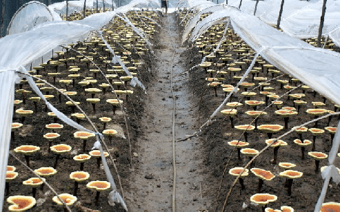 發(fā)酵用有機硅消泡劑在發(fā)酵中應(yīng)用